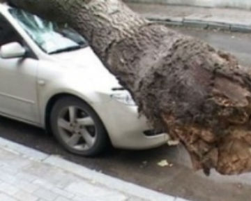 В центре Киева дерево упало на Mercedes